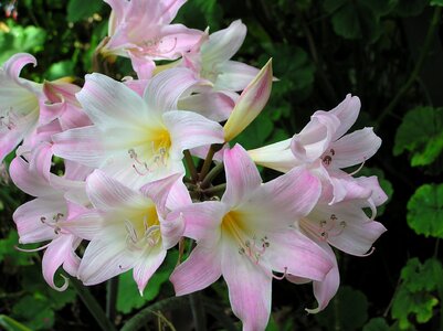 Flowers fragrant bulbs photo