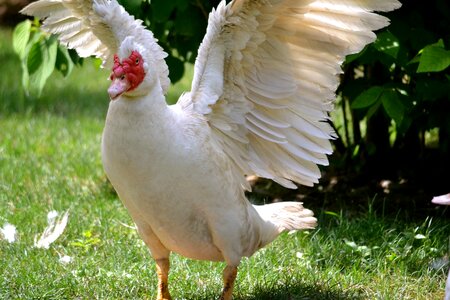 Farm hen red photo