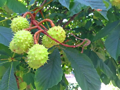 Environment tree plant