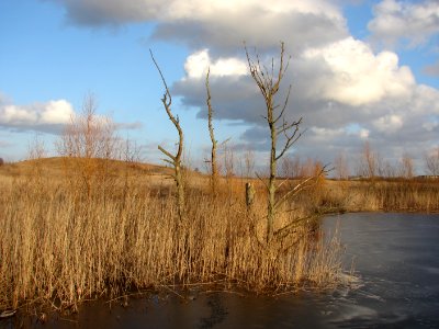 Amager Fælled vue