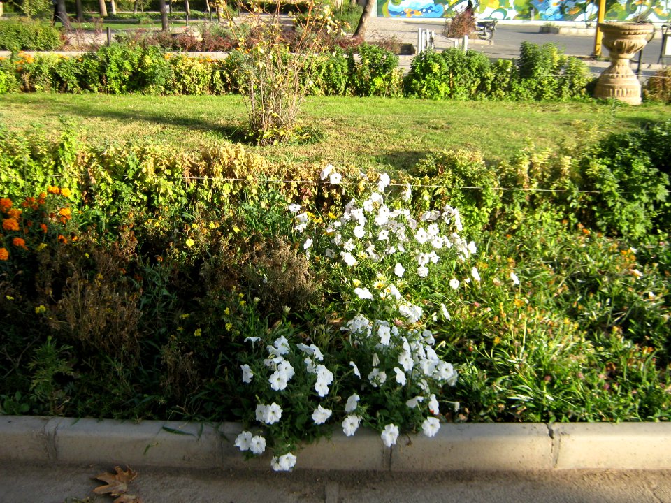 Amin al-Islami Park - Trees and Flowers - Nishapur 060