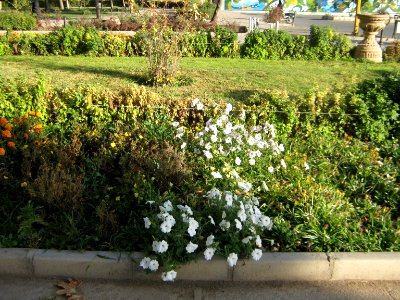 Amin al-Islami Park - Trees and Flowers - Nishapur 060