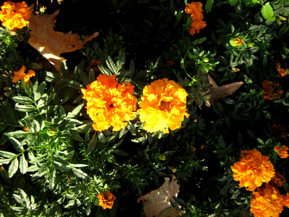 Amin al-Islami Park - Trees and Flowers - Nishapur 052