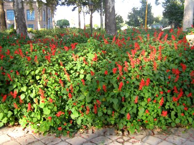 Amin al-Islami Park - Trees and Flowers - Nishapur 071