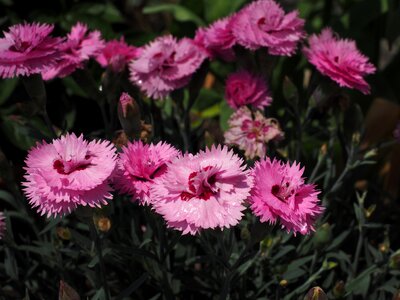 Pink dianthus gratianopolitanus grenoble clove photo