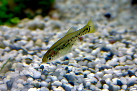 Ameca splendens Jungtier 2016-12-11