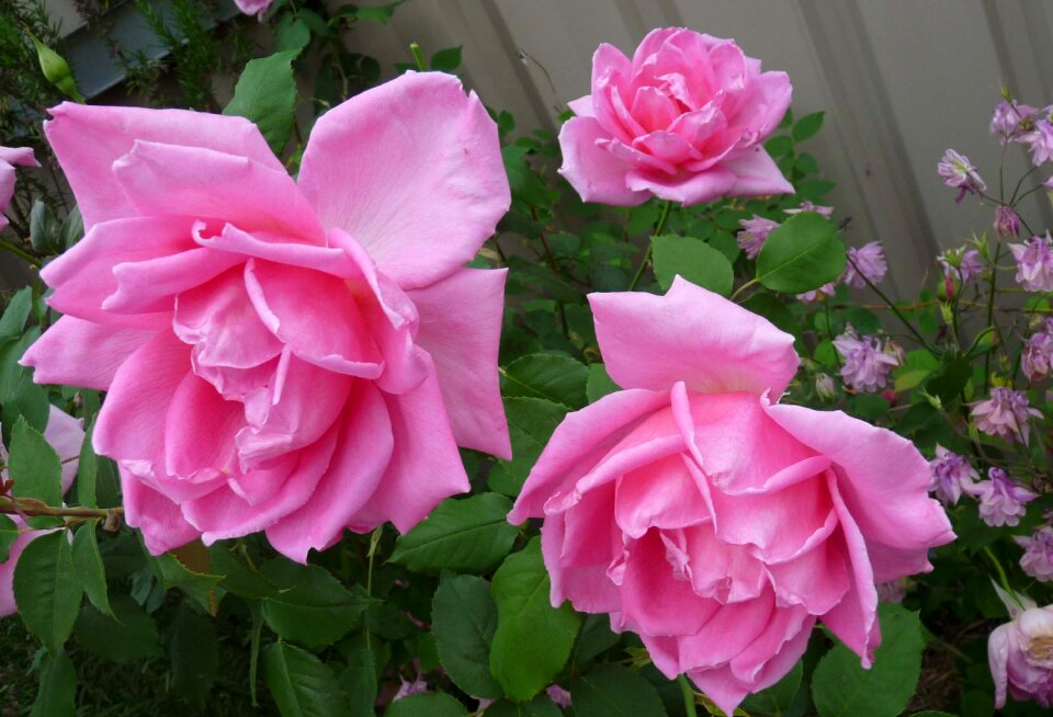 Fragrant garden nature