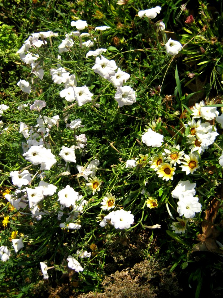 Amin al-Islami Park - Trees and Flowers - Nishapur 057