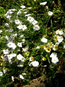 Amin al-Islami Park - Trees and Flowers - Nishapur 057