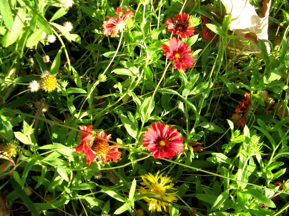 Amin al-Islami Park - Trees and Flowers - Nishapur 047