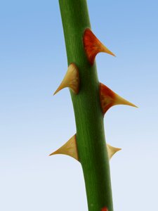 Plant prickly garden