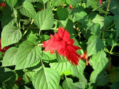 Amin al-Islami Park - Trees and Flowers - Nishapur 069