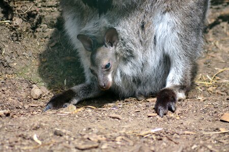 Kangaroo young zoo