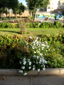 Amin al-Islami Park - Trees and Flowers - Nishapur 059