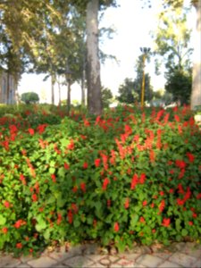 Amin al-Islami Park - Trees and Flowers - Nishapur 070