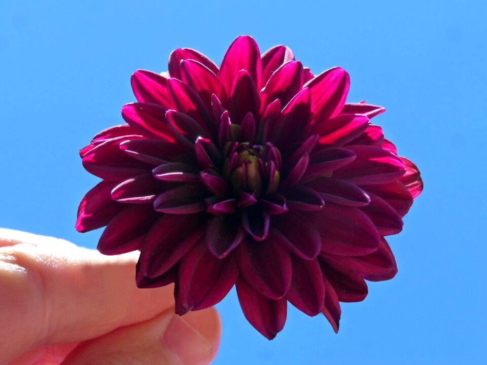 Hand flower sky