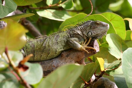 Green iguana reptiles animal photo