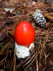 Amanita jacksonii Durham NC
