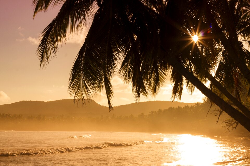 Palms sea seashore