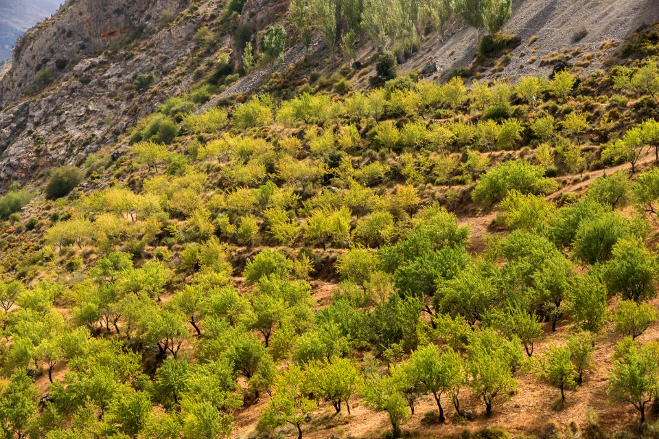 Amandiers Sierra Nevada