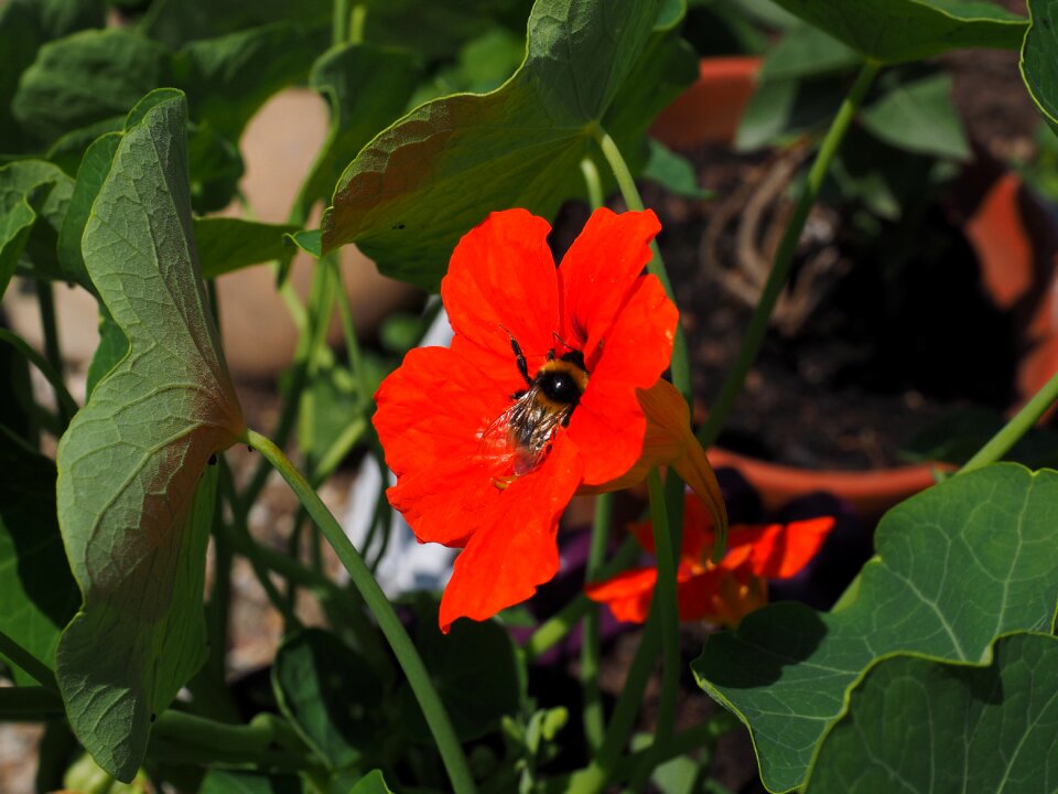 Bloom carbine greenhouse red