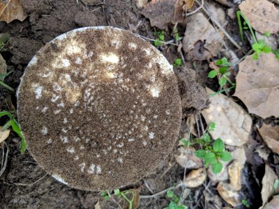 Amanita gemmata 30944874
