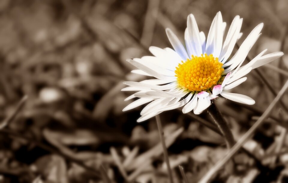 Spring wildflowers flower meadow photo