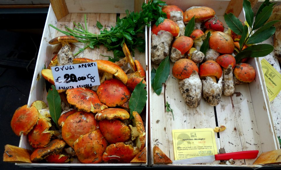 Amanita caesarea - Mercato Orientale - Genoa, Italy - DSC02469