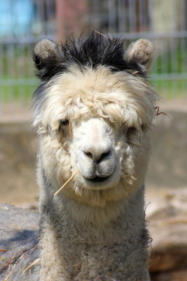 Mammal animal wool