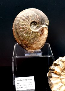 Amaltheus engelhardti - Naturhistorisches Museum, Braunschweig, Germany - DSC05113
