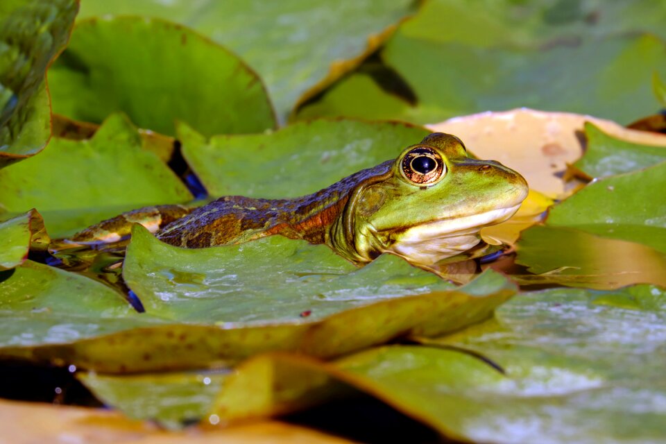 Amphibian creature animal photo