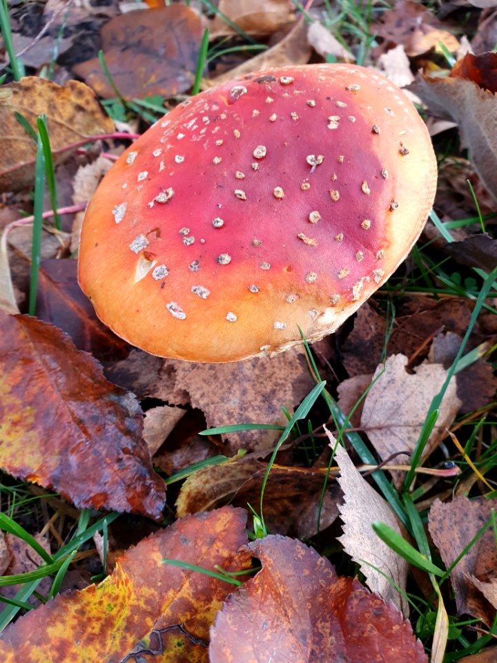 Amanita muscaria 103729902