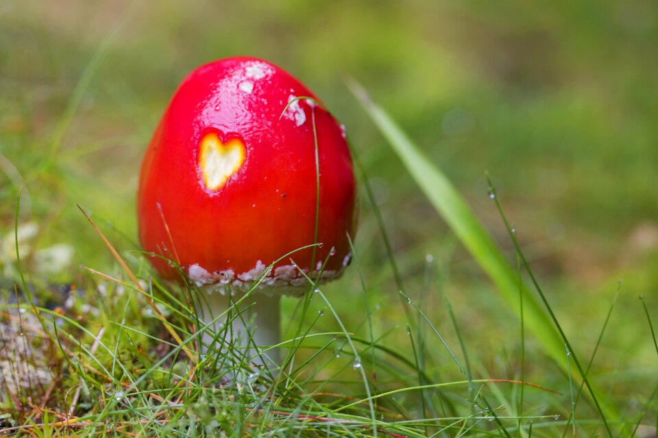 Meadow red mushroom nature