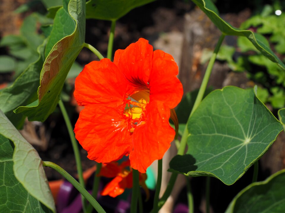 Bloom carbine greenhouse red