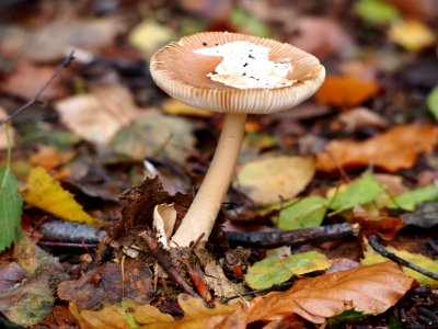 Amanita fulva pic-012