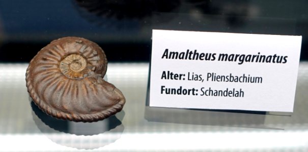 Amaltheus margaritatus - Naturhistorisches Museum, Braunschweig, Germany - DSC05124