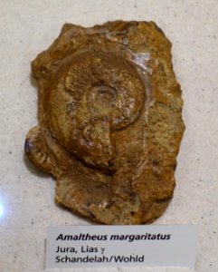 Amaltheus margaritatus - Naturhistorisches Museum, Braunschweig, Germany - DSC05254