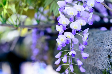 Natural wisteria purple photo