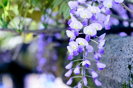 Natural wisteria purple