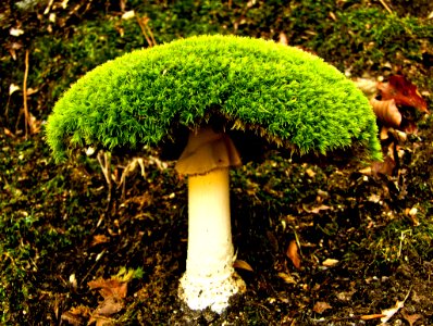 Amanita Mosscaria (138787111)