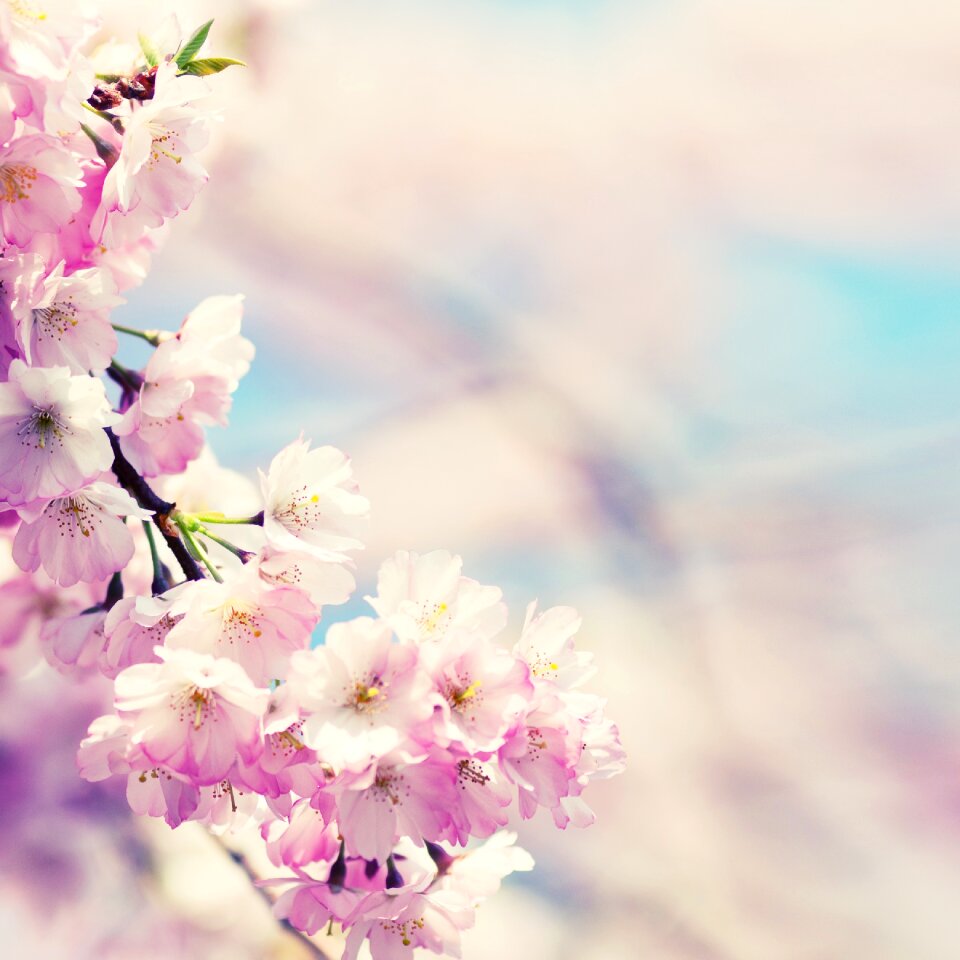 Blossom bloom plant