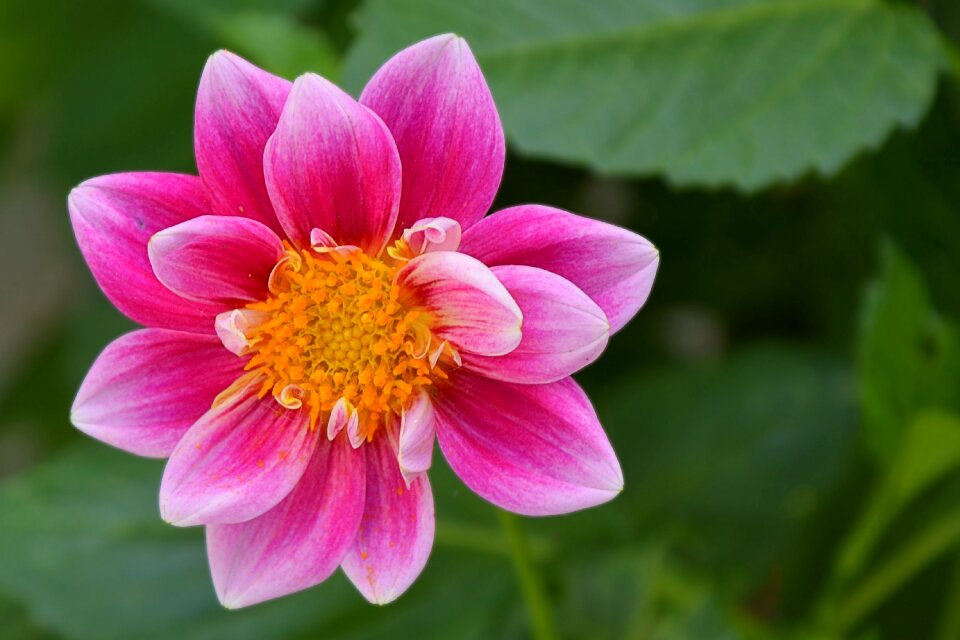 Bloom pink flower