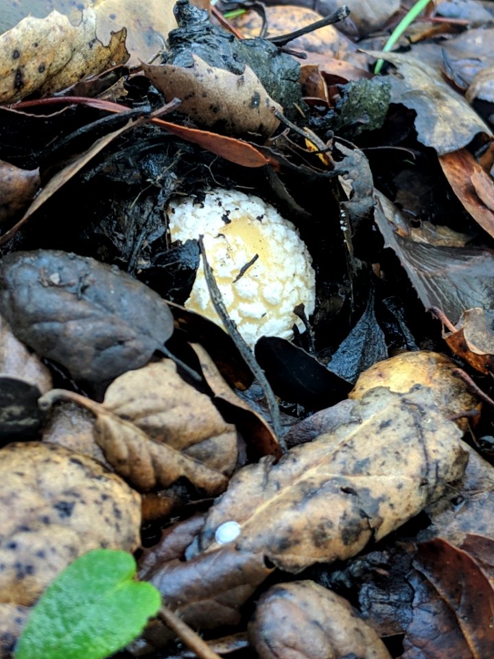 Amanita gemmata 30107129