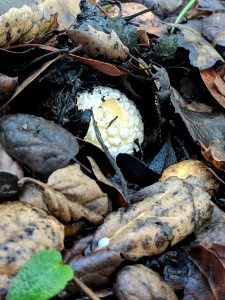 Amanita gemmata 30107129