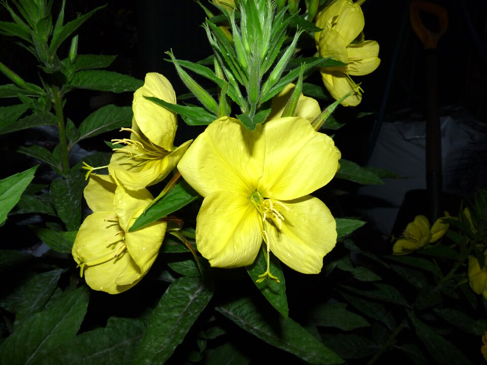 Primrose fragrant garden