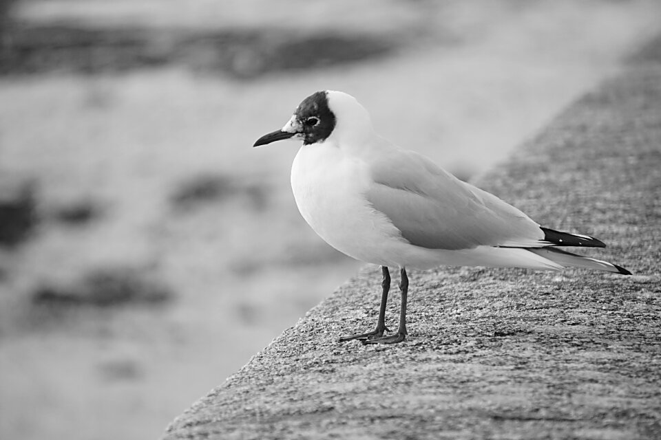 Black and white sea ​​bird fauna