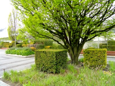 Amaliehaven - DSC07125