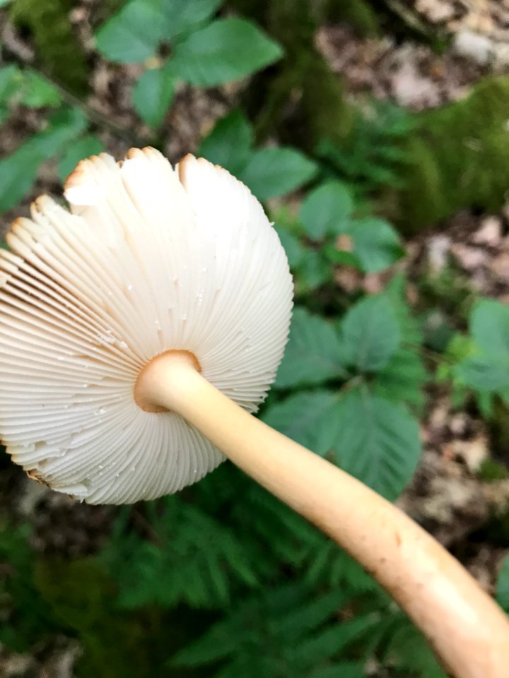 Amanita fulva 139457129