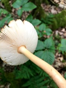 Amanita fulva 139457129