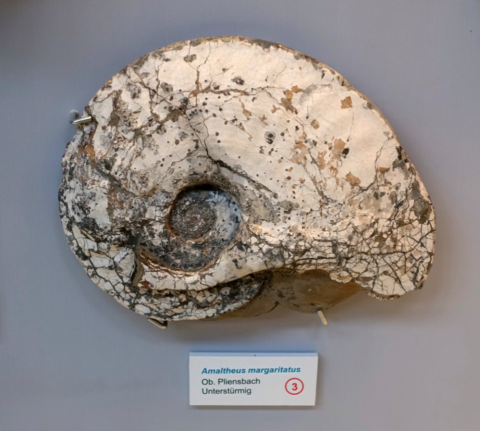 Amaltheus margaritatus - Naturhistorisches Museum Nürnberg - Nuremberg, Germany - DSC04159